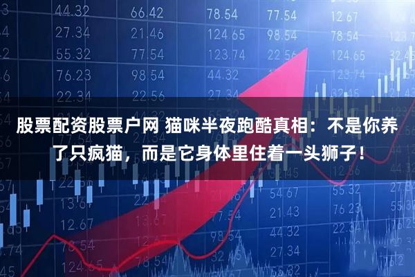 股票配资股票户网 猫咪半夜跑酷真相：不是你养了只疯猫，而是它身体里住着一头狮子！